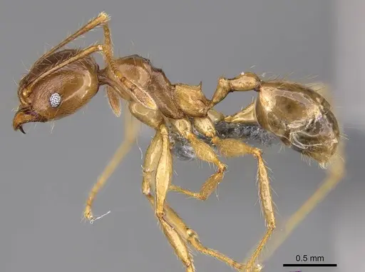Pheidole maro specimen CASENT0906498 image casent0906498_3
