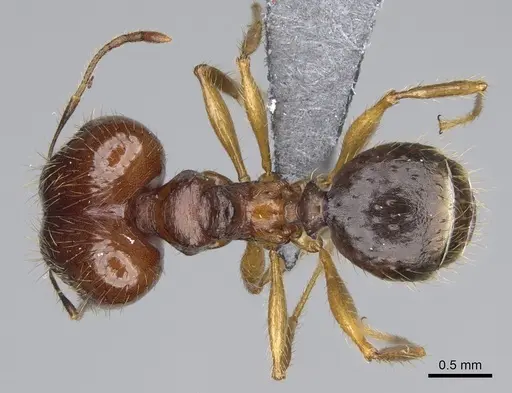 Pheidole maro specimen CASENT0923256 image casent0923256_1