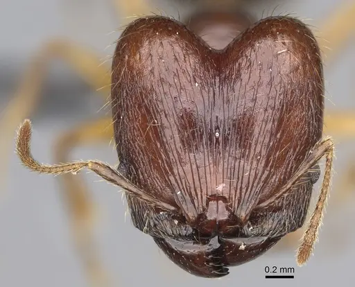 Pheidole maro specimen CASENT0923256 image casent0923256_2
