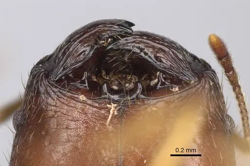 Pheidole maro specimen CASENT0923256 image casent0923256_3