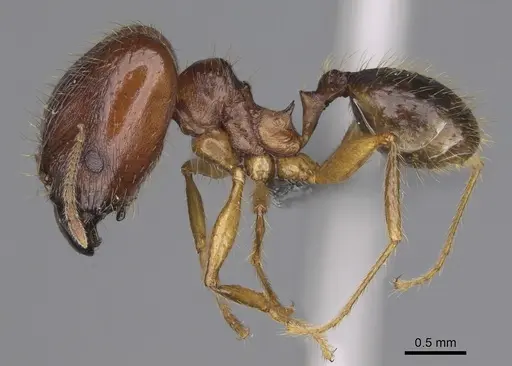 Pheidole maro specimen CASENT0923256 image casent0923256_4