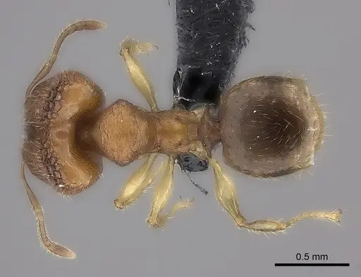 Pheidole masoala specimen CASENT0069439 image casent0069439_1