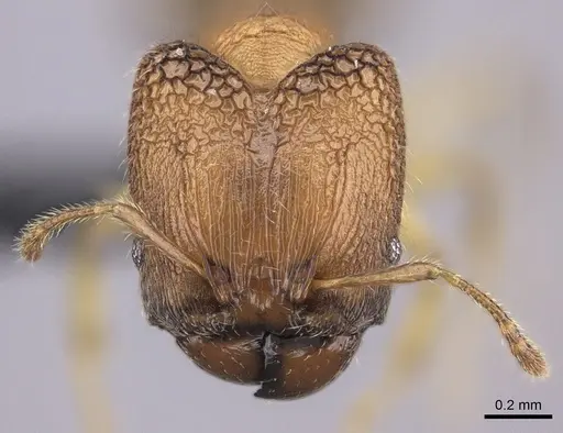 Pheidole masoala specimen CASENT0069439 image casent0069439_2