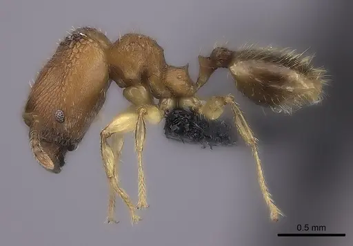 Pheidole masoala specimen CASENT0069439 image casent0069439_3
