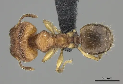 Pheidole masoala specimen CASENT0069448 image casent0069448_1