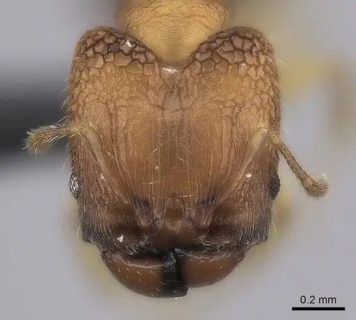 Pheidole masoala specimen CASENT0069448 image casent0069448_2