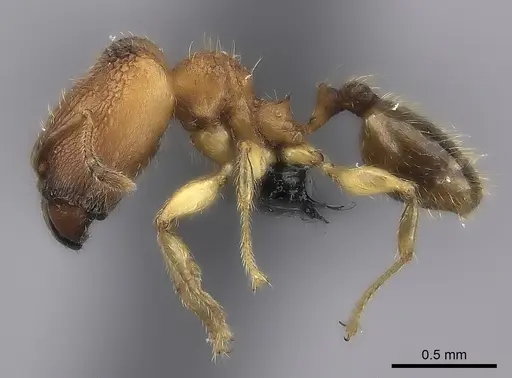 Pheidole masoala specimen CASENT0069448 image casent0069448_3