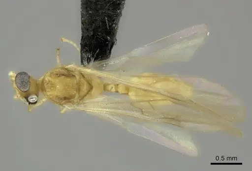 Pheidole masoala specimen CASENT0109608 image casent0109608_1