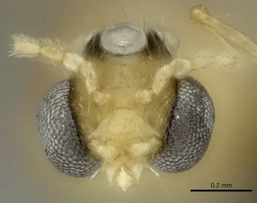 Pheidole masoala specimen CASENT0109608 image casent0109608_2
