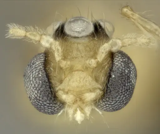 Pheidole masoala specimen CASENT0109608 image casent0109608_3