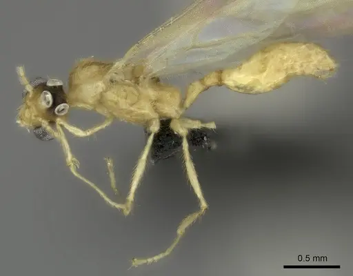 Pheidole masoala specimen CASENT0109608 image casent0109608_4