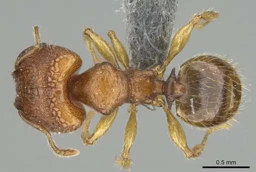 Pheidole masoala specimen CASENT0375363 image casent0375363_1
