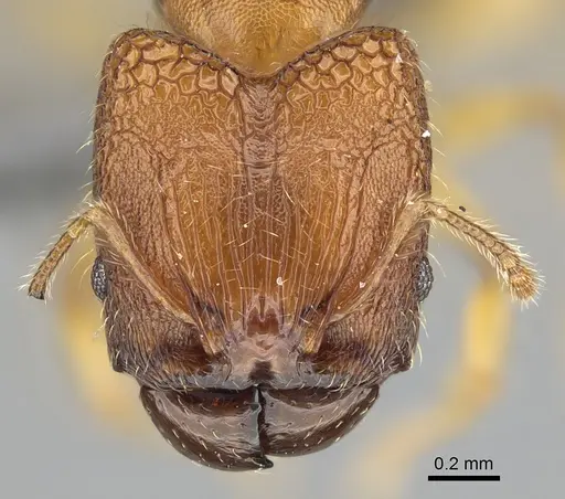 Pheidole masoala specimen CASENT0375363 image casent0375363_2