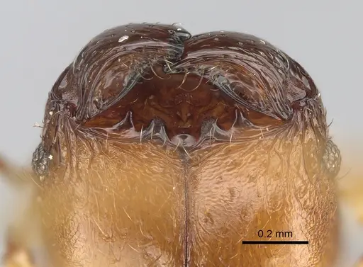 Pheidole masoala specimen CASENT0375363 image casent0375363_3
