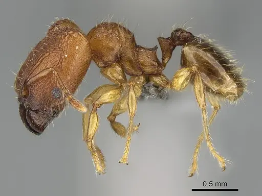 Pheidole masoala specimen CASENT0375363 image casent0375363_4