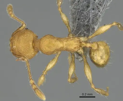 Pheidole masoala specimen CASENT0923165 image casent0923165_1