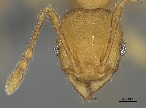 Pheidole masoala specimen CASENT0923165 image casent0923165_2