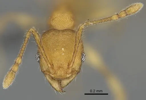 Pheidole masoala specimen CASENT0923165 image casent0923165_3
