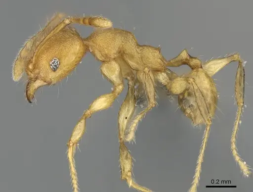 Pheidole masoala specimen CASENT0923165 image casent0923165_4