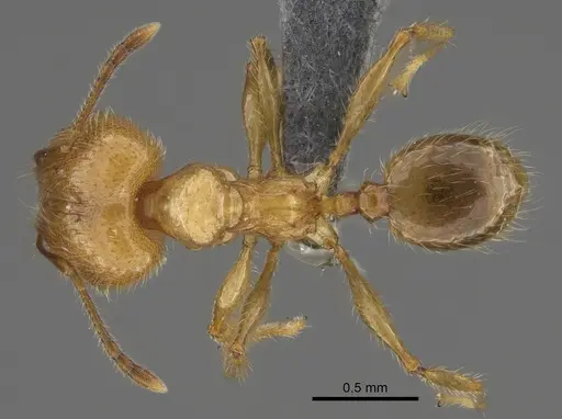 Pheidole masoandro specimen CASENT0704282 image casent0704282_1