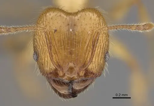 Pheidole masoandro specimen CASENT0704282 image casent0704282_2