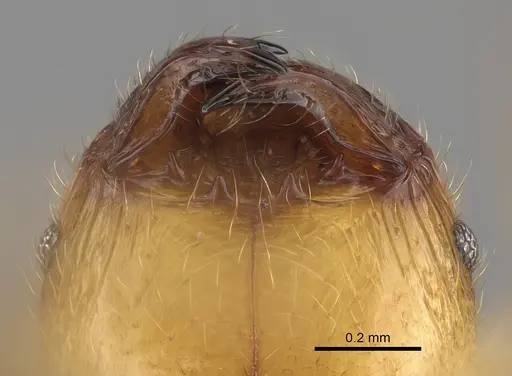 Pheidole masoandro specimen CASENT0704282 image casent0704282_3