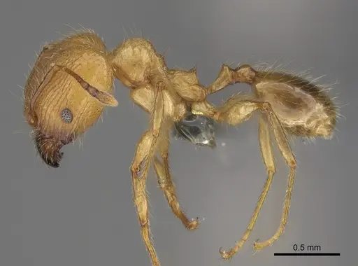 Pheidole masoandro specimen CASENT0704282 image casent0704282_4