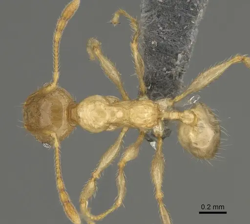 Pheidole masoandro specimen CASENT0923293 image casent0923293_1