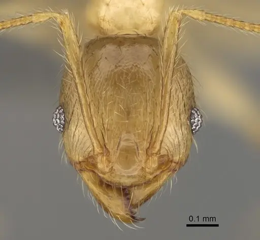 Pheidole masoandro specimen CASENT0923293 image casent0923293_2