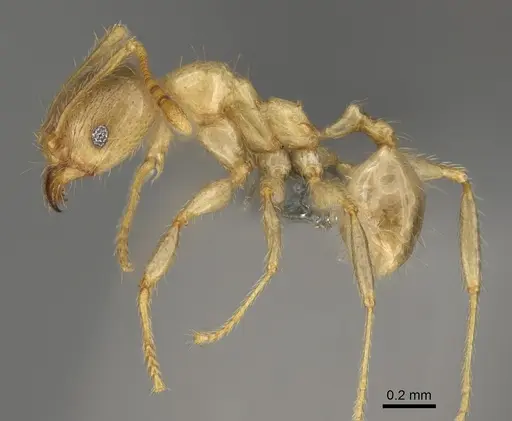 Pheidole masoandro specimen CASENT0923293 image casent0923293_3