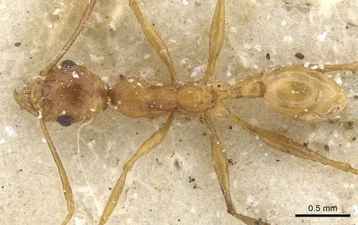 Pheidole maufei specimen CASENT0901271 image casent0901271_1