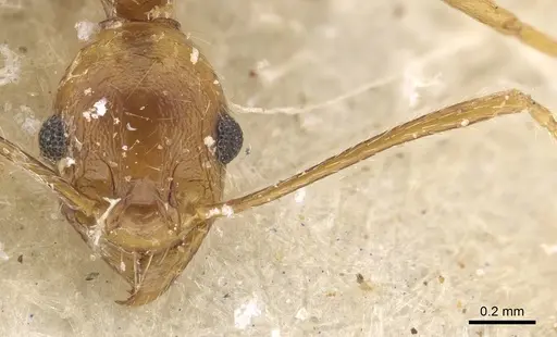 Pheidole maufei specimen CASENT0901271 image casent0901271_2