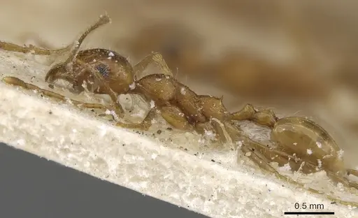 Pheidole maufei specimen CASENT0901271 image casent0901271_3