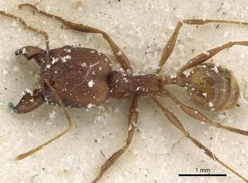 Pheidole maufei specimen CASENT0901272 image casent0901272_1