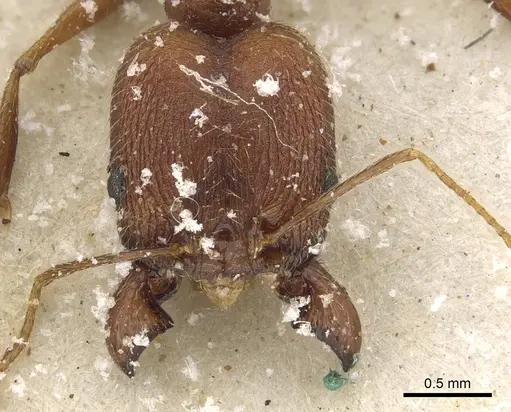 Pheidole maufei specimen CASENT0901272 image casent0901272_2