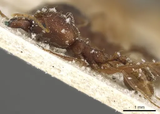 Pheidole maufei specimen CASENT0901272 image casent0901272_3