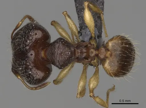 Pheidole mavesatra specimen CASENT0134807 image casent0134807_1
