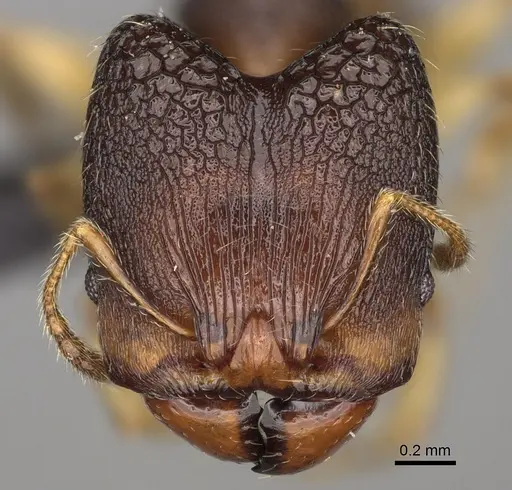 Pheidole mavesatra specimen CASENT0134807 image casent0134807_2