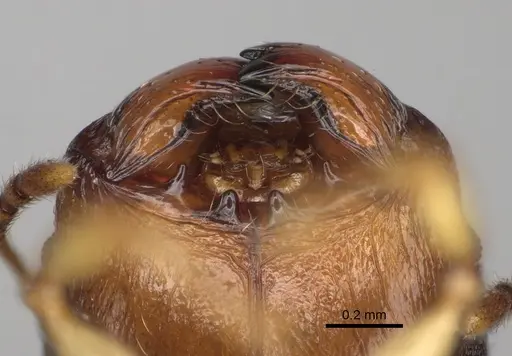 Pheidole mavesatra specimen CASENT0134807 image casent0134807_3