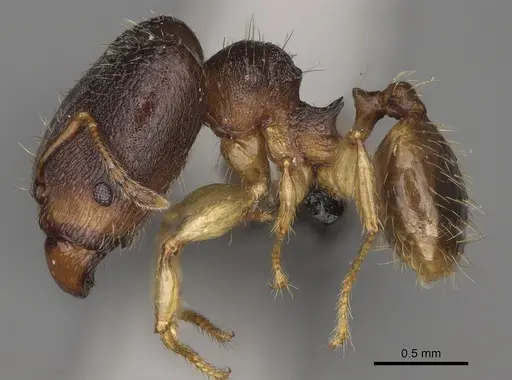 Pheidole mavesatra specimen CASENT0134807 image casent0134807_4