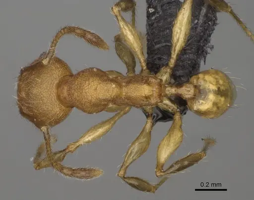 Pheidole mavesatra specimen CASENT0923177 image casent0923177_1