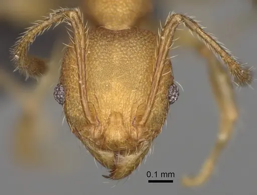 Pheidole mavesatra specimen CASENT0923177 image casent0923177_2