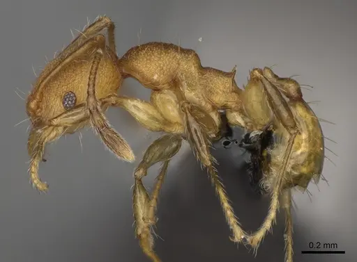Pheidole mavesatra specimen CASENT0923177 image casent0923177_3