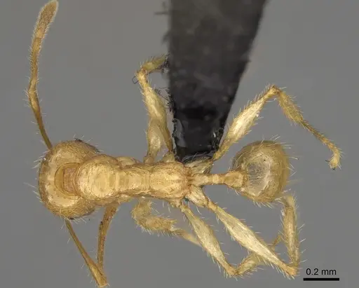 Pheidole mavohavoana specimen CASENT0059948 image casent0059948_1