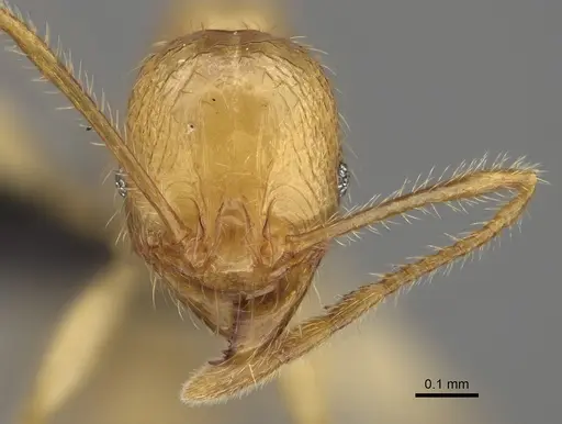 Pheidole mavohavoana specimen CASENT0059948 image casent0059948_2