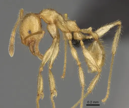 Pheidole mavohavoana specimen CASENT0059948 image casent0059948_3