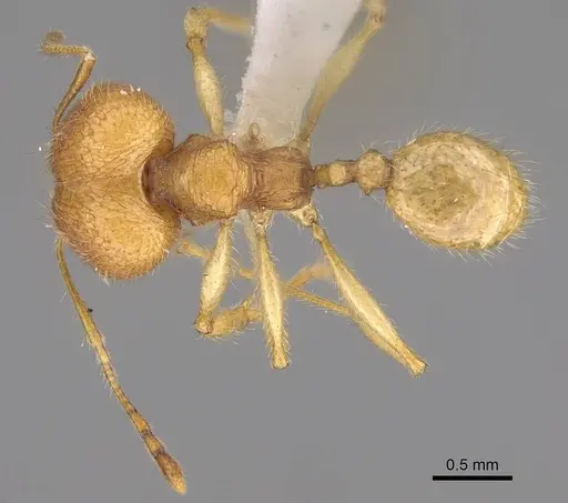 Pheidole mavohavoana specimen CASENT0906500 image casent0906500_1