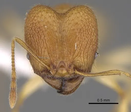 Pheidole mavohavoana specimen CASENT0906500 image casent0906500_2