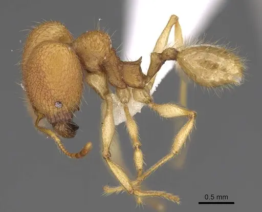 Pheidole mavohavoana specimen CASENT0906500 image casent0906500_3