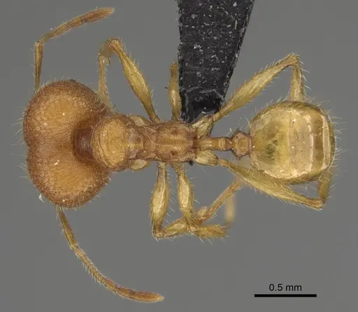 Pheidole mavohavoana specimen CASENT0923298 image casent0923298_1